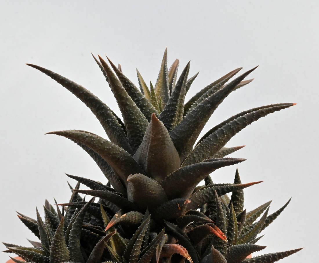 Haworthiopsis venosa x Haworthiopsis woolleyi Haworthiopsis venosa x Haworthiopsis woolleyi