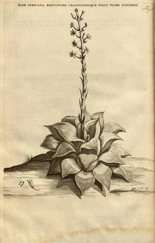 Immagine di Haworthia retusa (L.) Duval tratta da Commelijn (Commelin), J., Horti medici Amstelodamensis rariorum tam Orientalis (1697-1701) Immagine di Haworthia retusa (L.) Duval tratta da Commelijn (Commelin), J., Horti medici Amstelodamensis rariorum tam Orientalis (1697-1701)