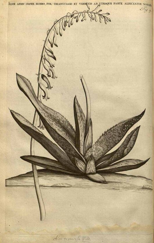 Illustrazione di Gasteria carinata (Miller) Duval da Commelin del 1701 Gasteria carinata (Miller) Duval da Commelin del 1701