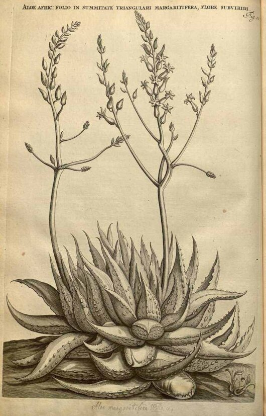 Immagine di Haworthia pumila (L.) Duval tratta da Commelijn (Commelin), J., Horti medici Amstelodamensis rariorum tam Orientalis (1697-1701) Immagine di Haworthia pumila (L.) Duval tratta da Commelijn (Commelin), J., Horti medici Amstelodamensis rariorum tam Orientalis (1697-1701)