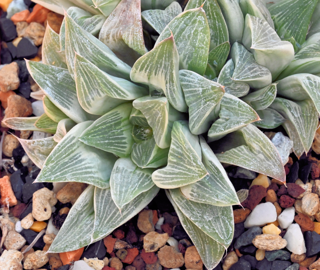 Haworthia retusa cv. 'Milki way' ex Maoxin Haworthia retusa cv. 'Milki way' ex Maoxin