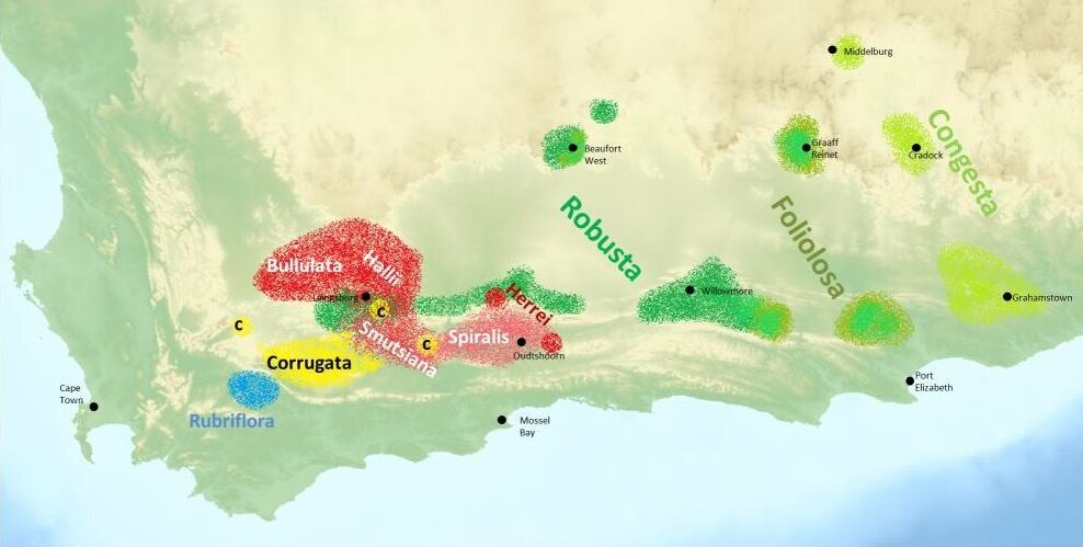 Mappa di distribuzione delle specie di Astroloba