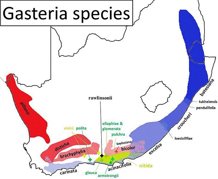 Mappa di distribuzione delle specie di Gasteria
