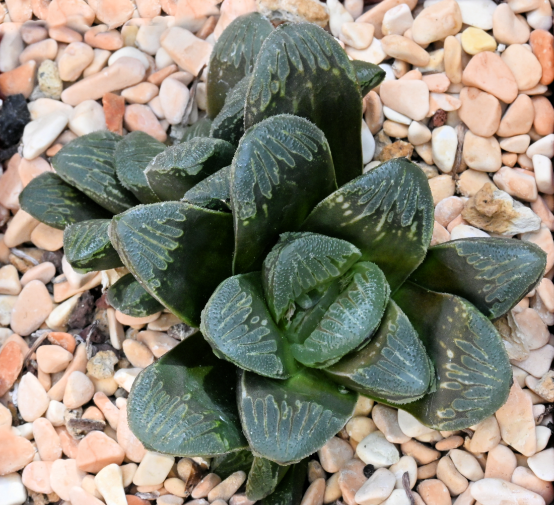 Haworthia mirabilis (Haw.) Haw. x Haworthia mutica Haw. Haworthia mirabilis (Haw.) Haw. x Haworthia mutica Haw.