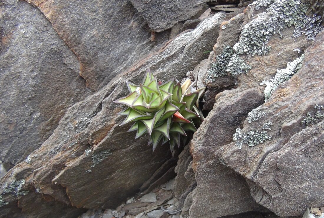 Astroloba spirella (Haw.) Molteno & Gideon F.Sm.