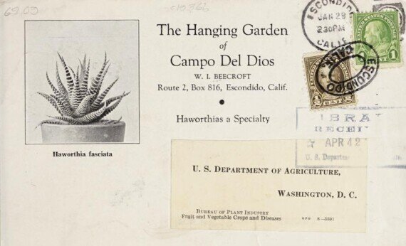 Haworthia fasciata in The hanging Garden of Campo Del Dios Haworthia fasciata in The hanging Garden of Campo Del Dios