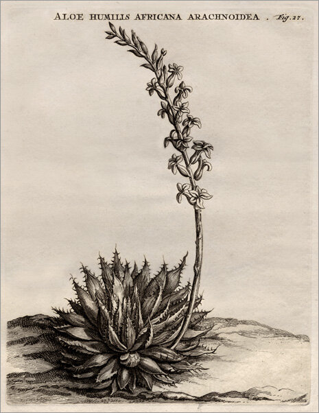 Commelijn, Caspar - Praeludia botanica ad Publicas Plantarum Exoticarum demonstrationes, dicta in horto medico ... Commelijn, Caspar - Praeludia botanica ad Publicas Plantarum Exoticarum demonstrationes, dicta in horto medico ...