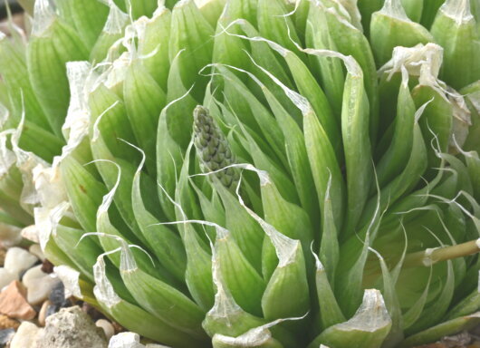 Haworthia lockwoodii Archibald Haworthia lockwoodii Archibald