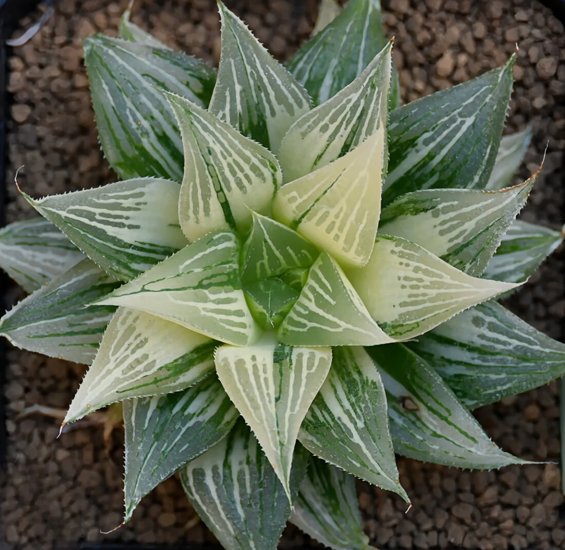 Haworthia mirabilis v. badia variegata