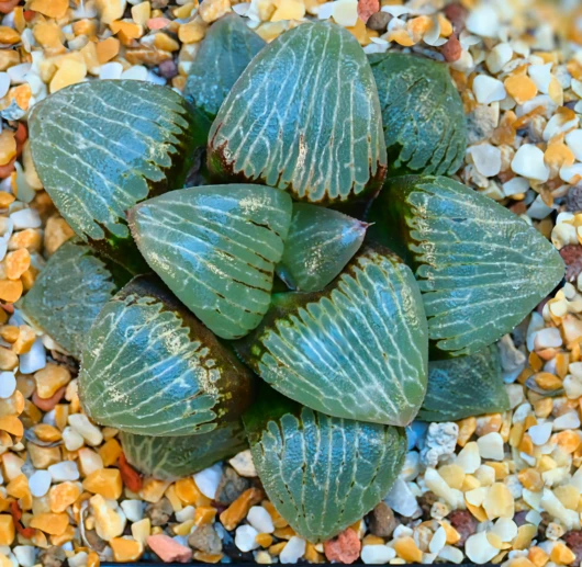 Haworthia bayeri × 'Aboukyuu'