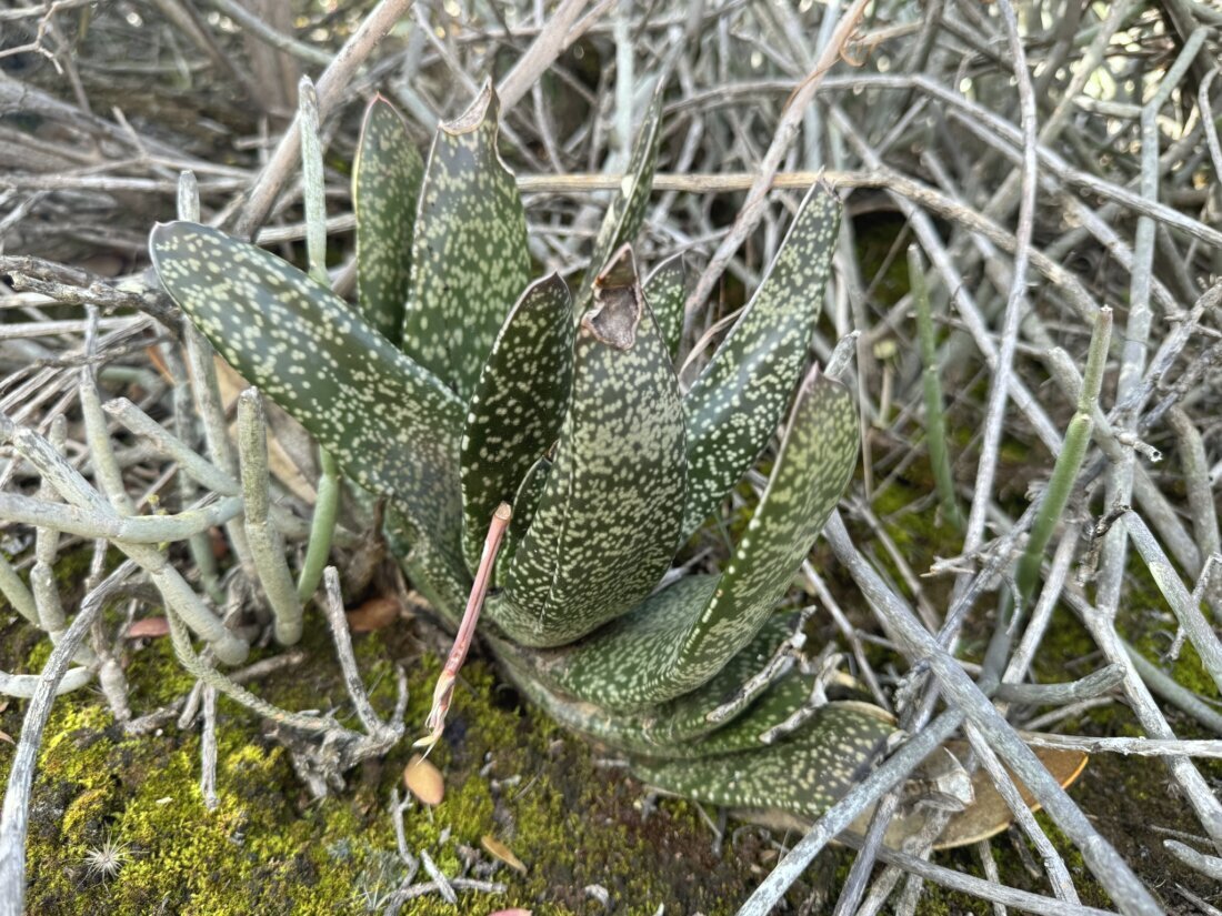 Gasteria brachyphylla (Salm-Dyck) van Jaarsv.