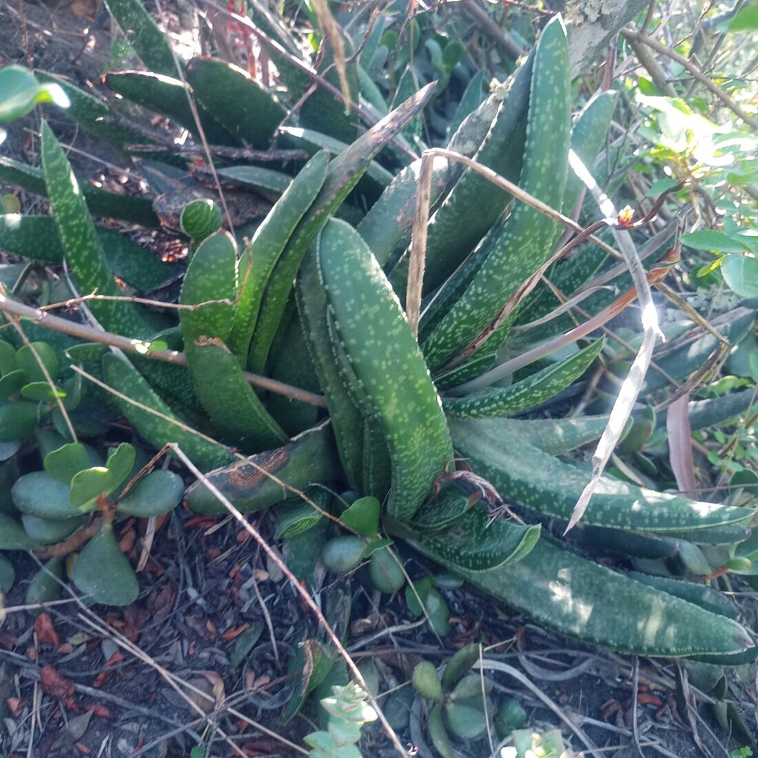 Gasteria carinata (Mill.) Duval