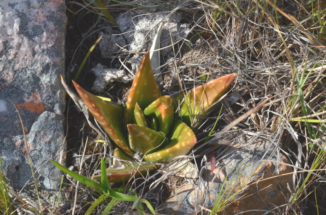 Gasteria nitida (Salm-Dyck) Haw.