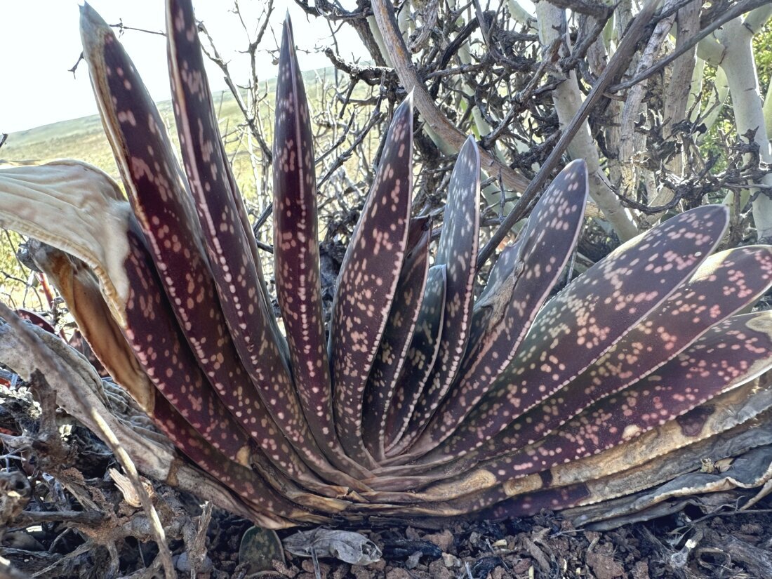 Gasteria pillansii Kensit