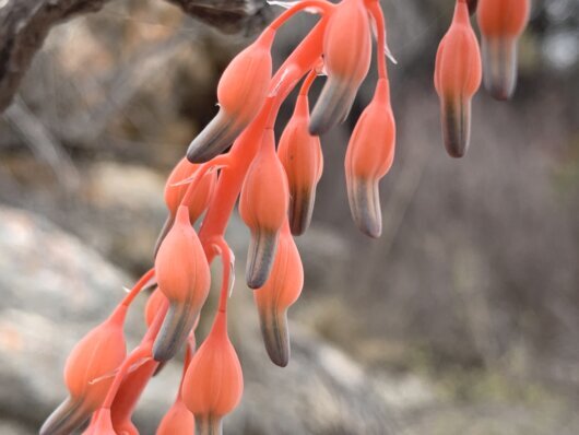 Gasteria vlokii van Jaarsv.