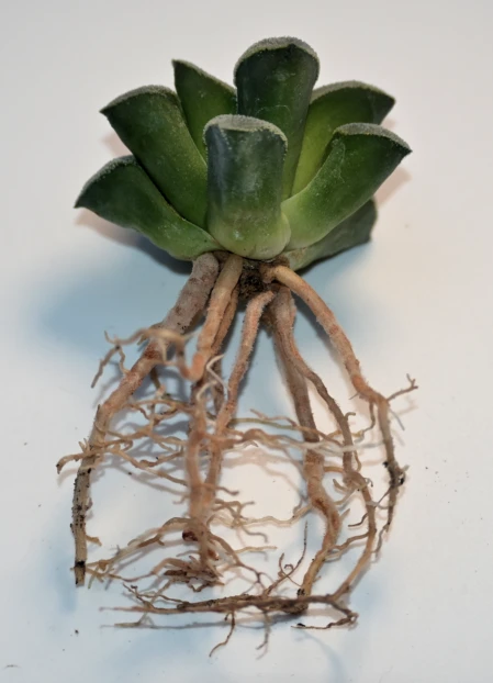 L'apparato radicale di Haworthia