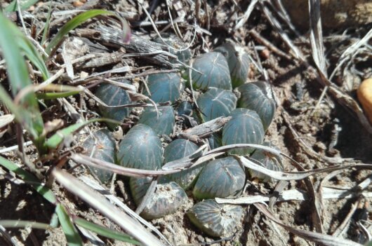 Haworthia cooperi Baker