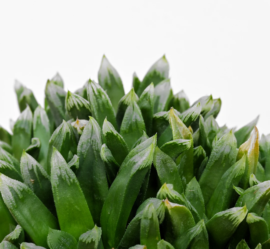 Haworthia cv. 'Tropic World'