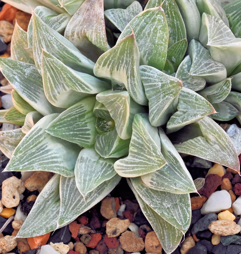 Haworthia cv. 'Milky way' ex Maoxim