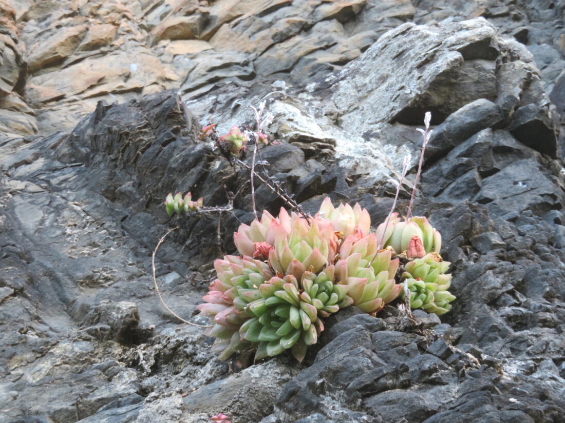 Haworthia cymbiformis (Haw.) Duval