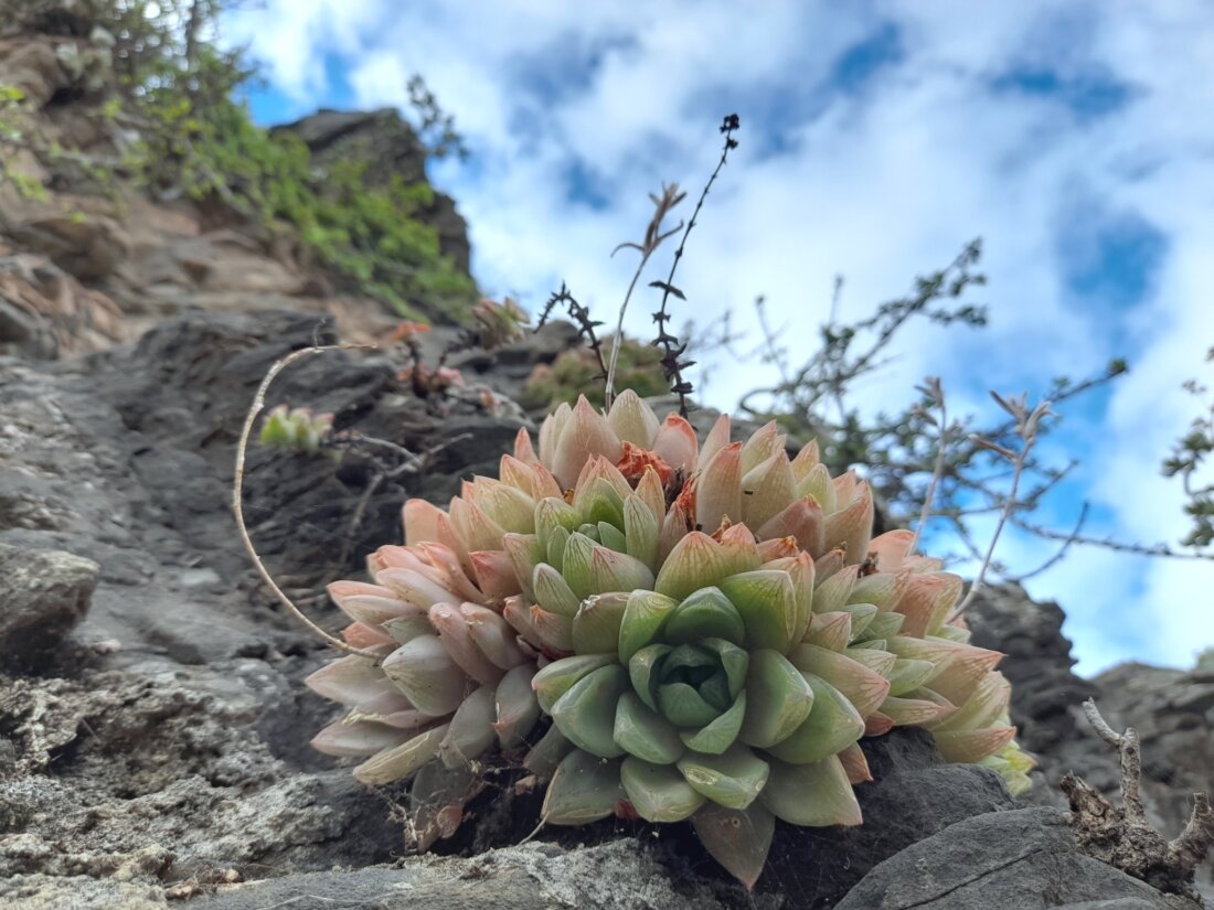 Haworthia cymbiformis (Haw.) Duval