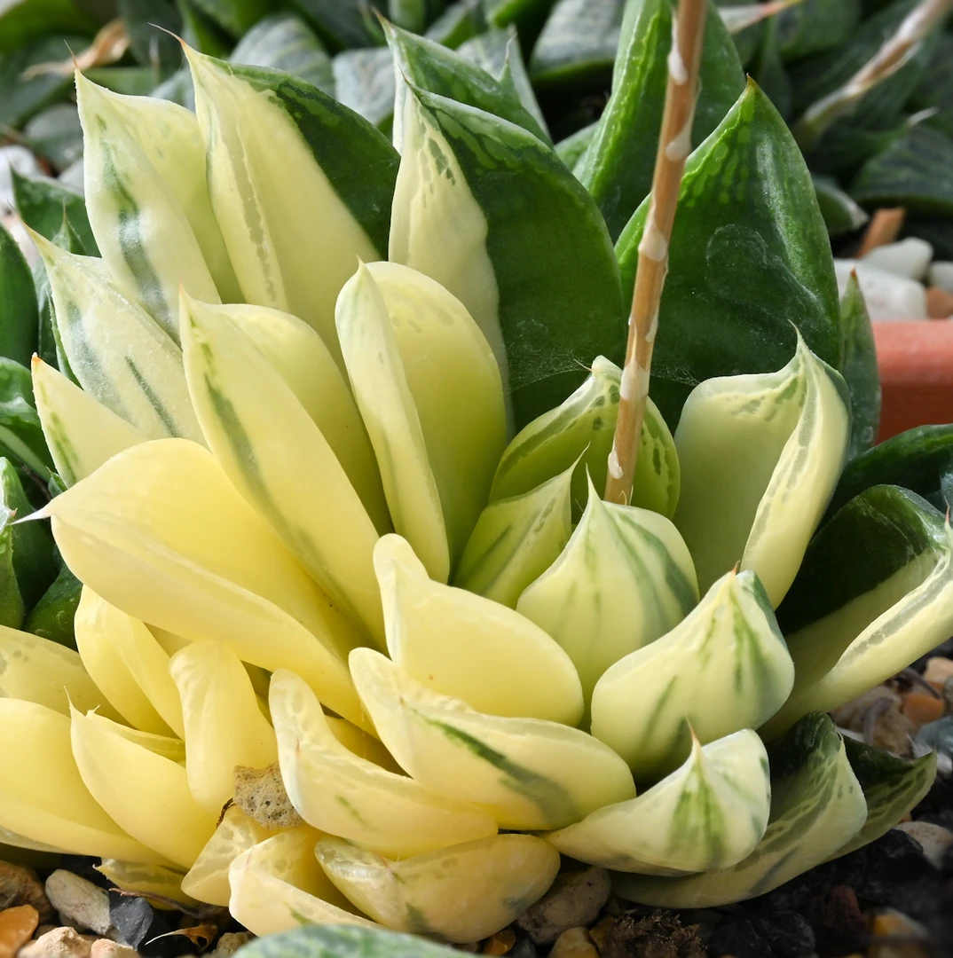 Haworthia cymbiformis v. cymbiformis fa. variegata