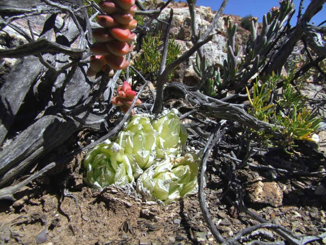Haworthia lockwoodii Archibald