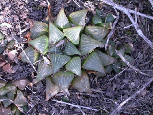 Haworthia magnifica Poelln.