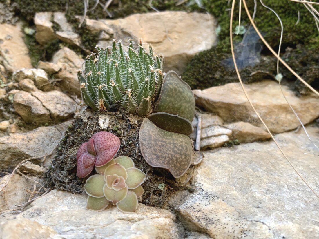 Haworthia marumiana Uitewaal