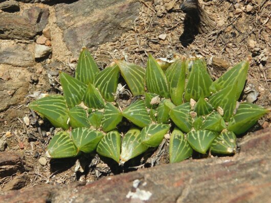 Haworthia mirabilis (Haw.) Haw. Haworthia mirabilis (Haw.) Haw.