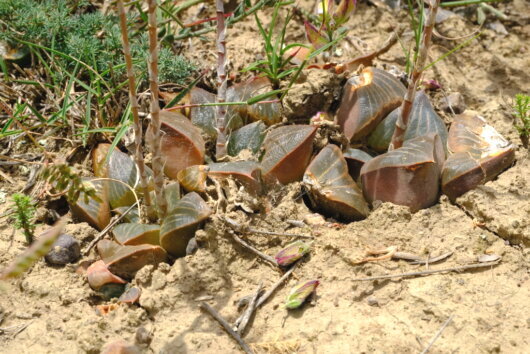 Haworthia retusa (L.) Duval