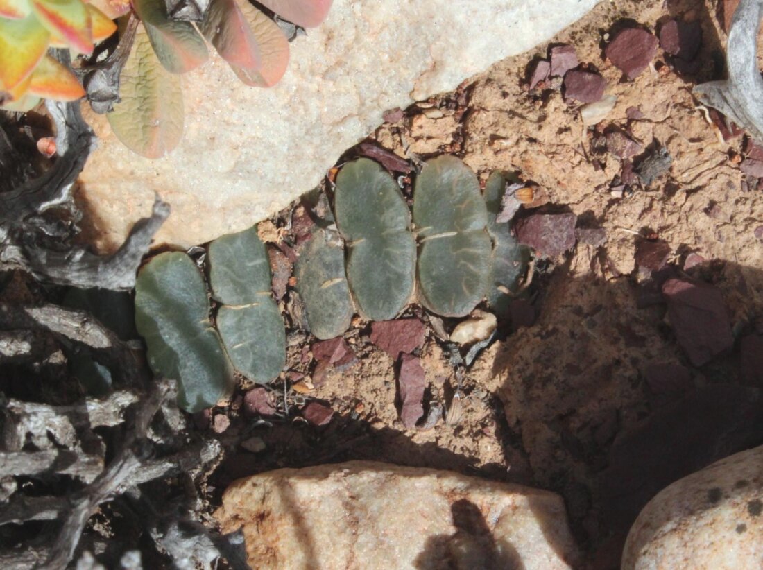 Haworthia truncata Schönland