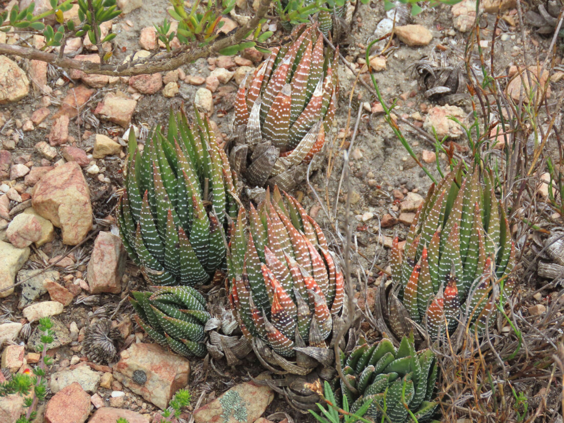 Haworthiopsis fasciata (Willd.) G.D.Rowley