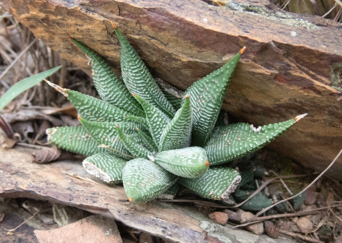 Haworthiopsis limifolia  var. limifolia