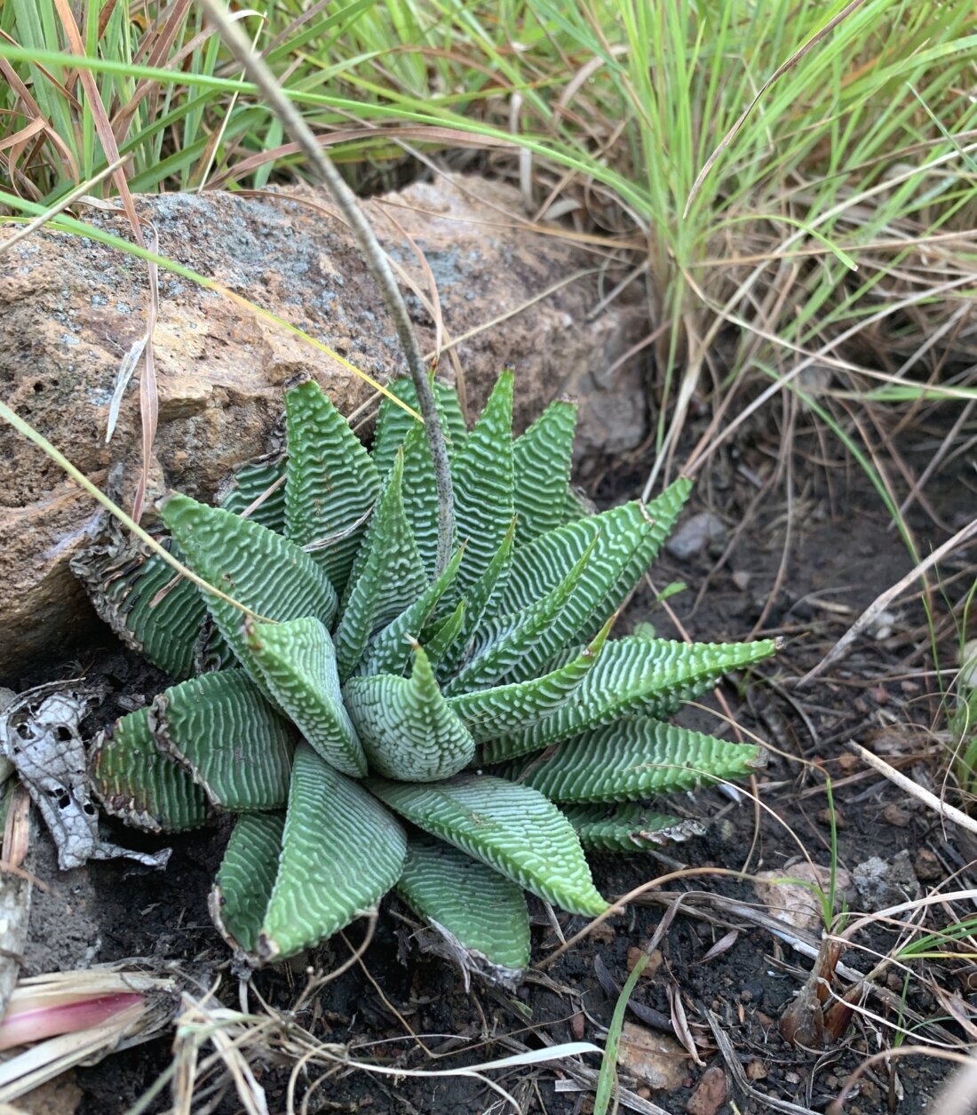 Haworthiopsis limifolia var. gigantea (M.B.Bayer) G.D.Rowley