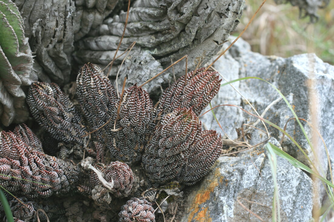 Haworthiopsis reinwardtii (Salm-Dyck) G.D.Rowley