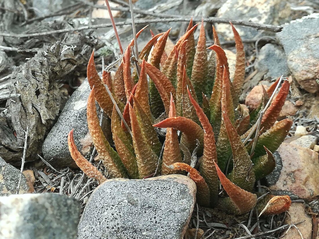 Haworthiopsis scabra (Haw.) G.D.Rowley