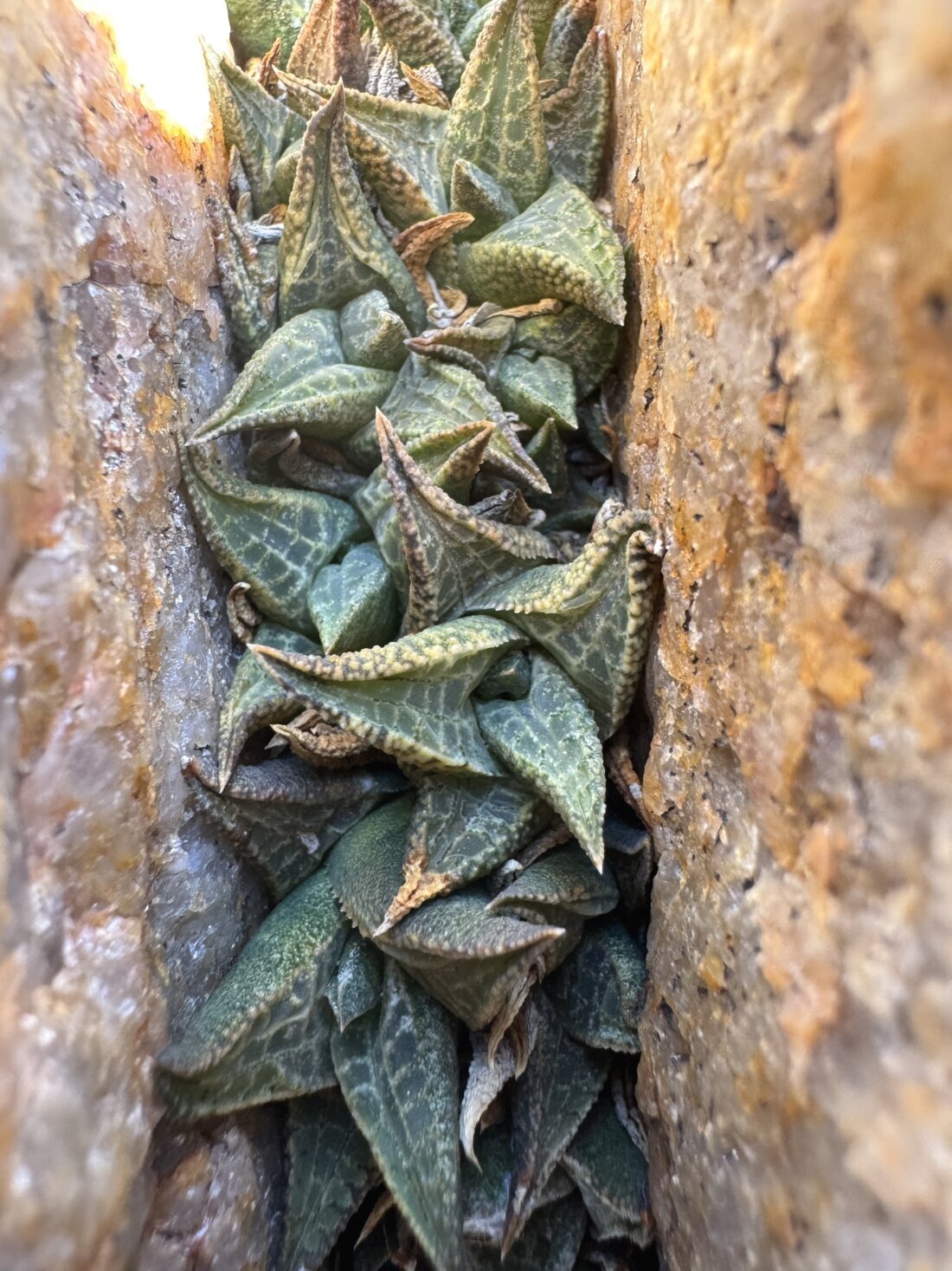 Haworthiopsis tessellata (Haw.) G.D.Rowley