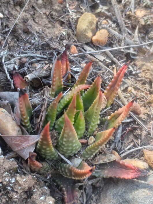 Tulista kingiana (Poelln.) Gideon F.Sm. & Molteno