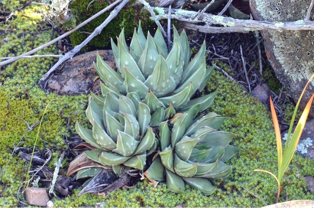 Tulista marginata (Lam.) G.D.Rowley