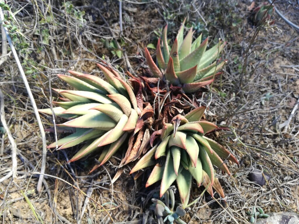 Tulista marginata (Lam.) G.D.Rowley
