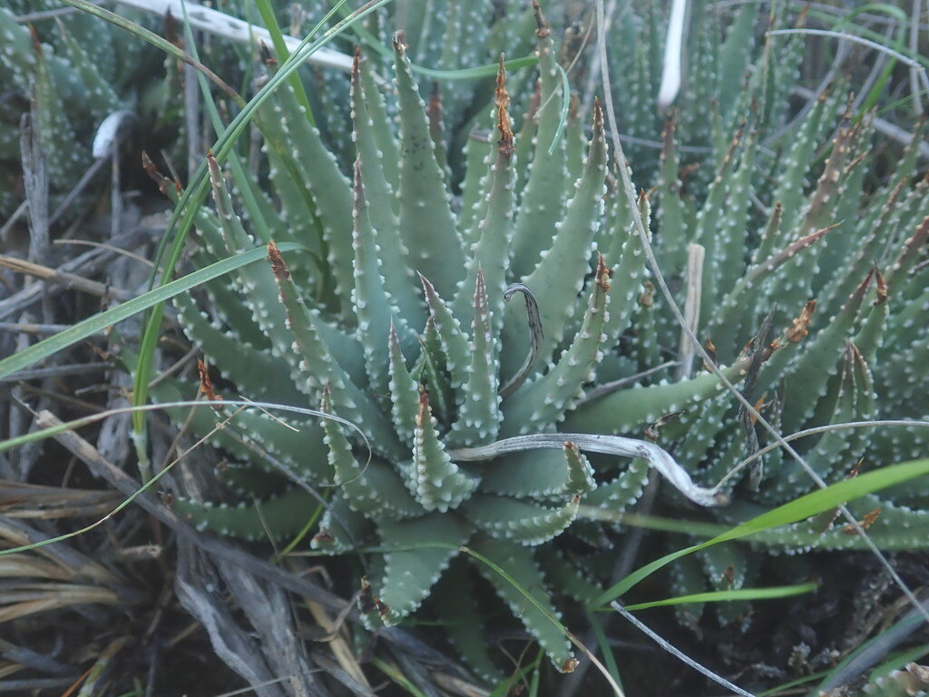 Tulista pumila (L.) G.D.Rowley