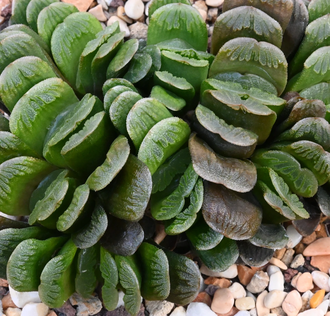 Haworthia cv. 'Down Under' fa. nana 