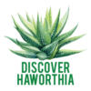 Discover Haworthia
