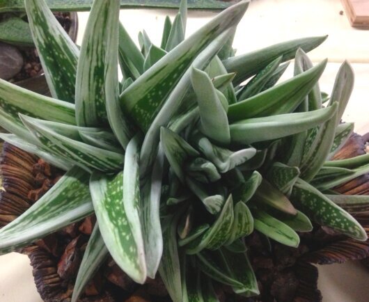 Gasteraloe cv. 'Green ice' Gasteraloe cv. 'Green ice'