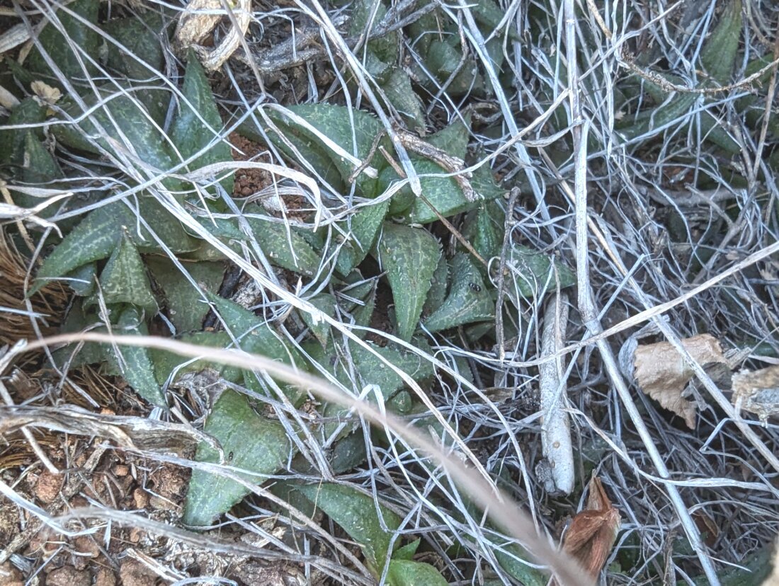 Haworthiopsis tessellata var. tessellata