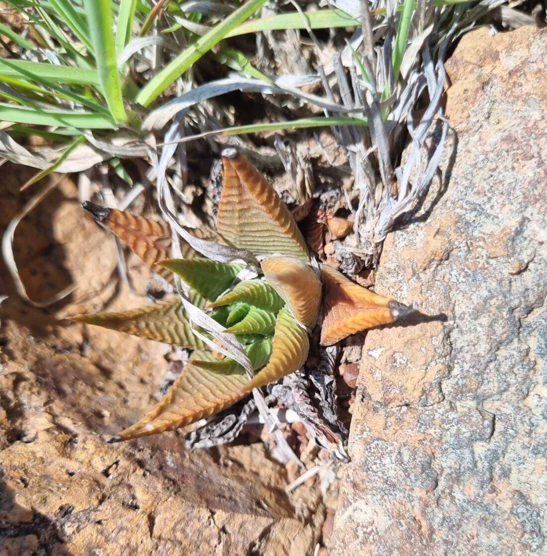Haworthiopsis limifolia (Marloth) G.D.Rowley