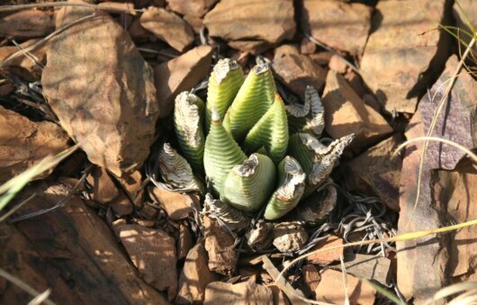 Haworthiopsis limifolia (Marloth) G.D.Rowley