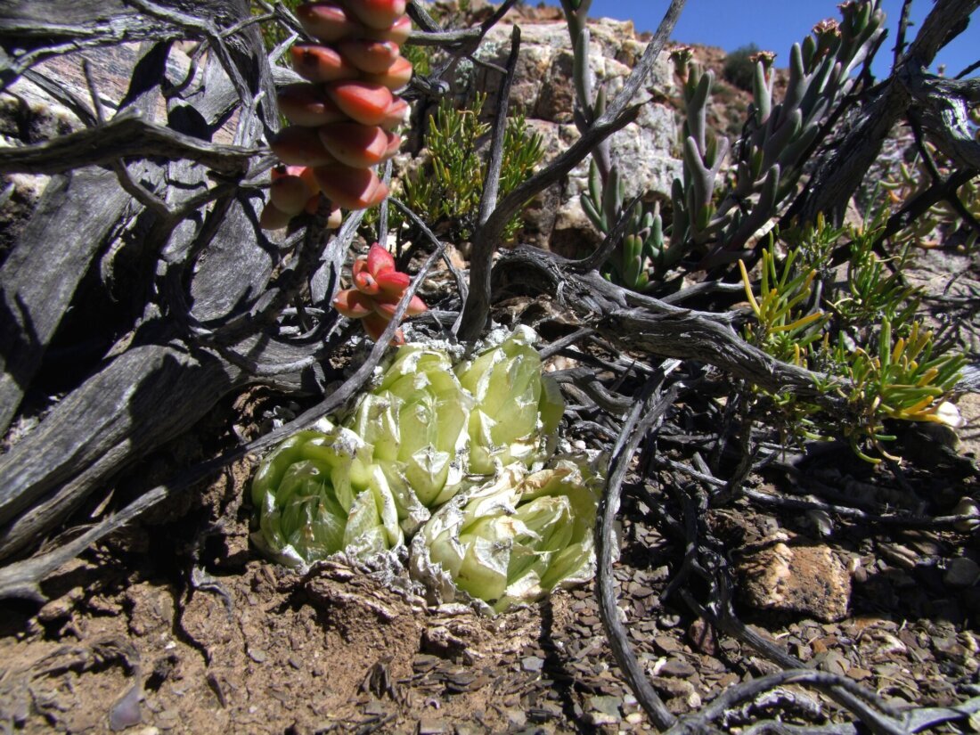 Haworthia lockwoodii Archibald