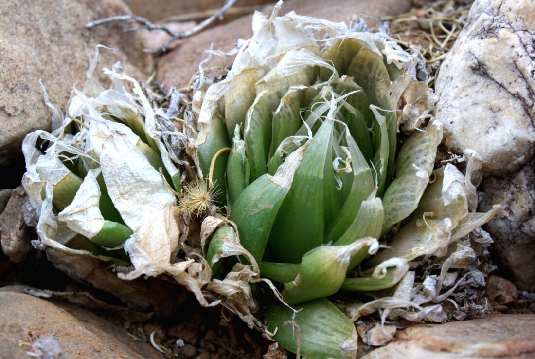 Haworthia lockwoodii Archibald